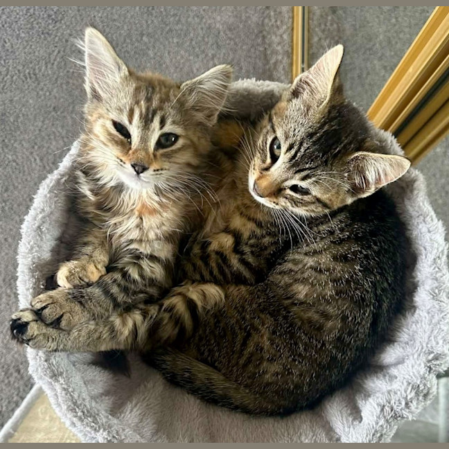 Photo of Tobias Torrens