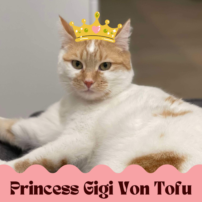 Photo of 👑Princess Gigi Von Tofu