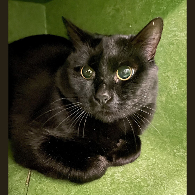 Photo of Sesame