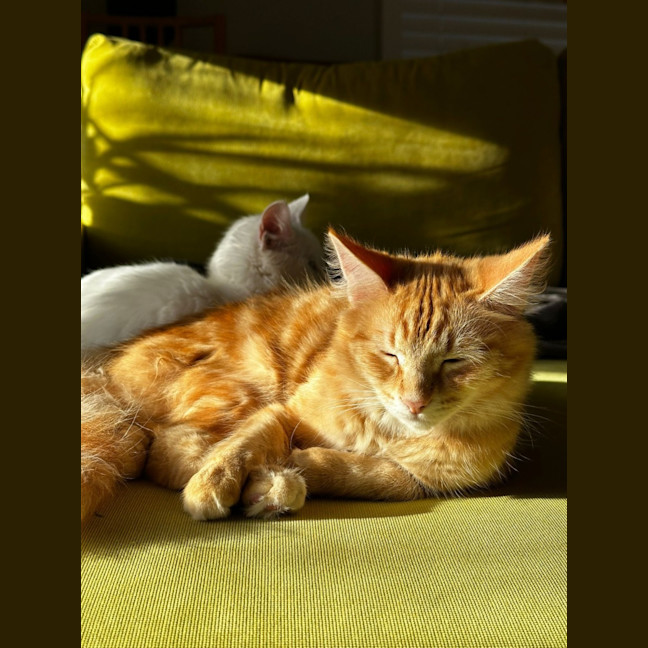 Photo of Bikkie 🍪