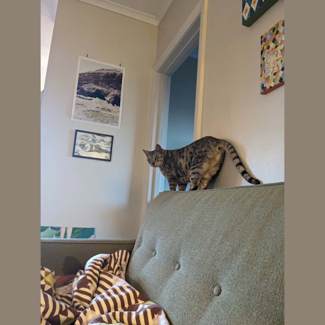 Photo of Maebe   In Foster Care In Thornbury