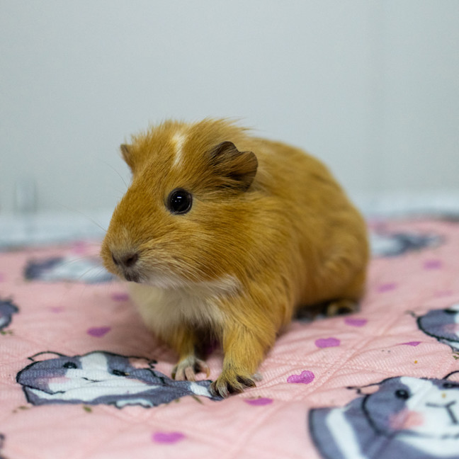 Photo of Tilly