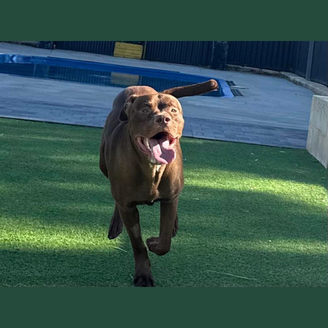 Photo of Boof
