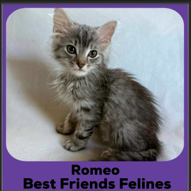 Photo of Romeo 