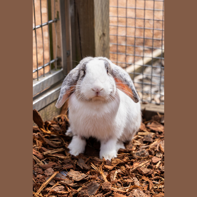 Photo of Harry Hopper