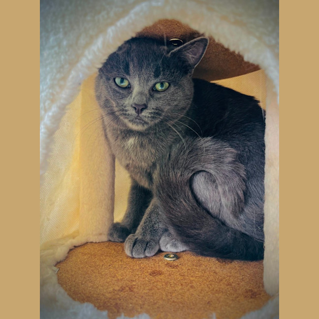Photo of Nala