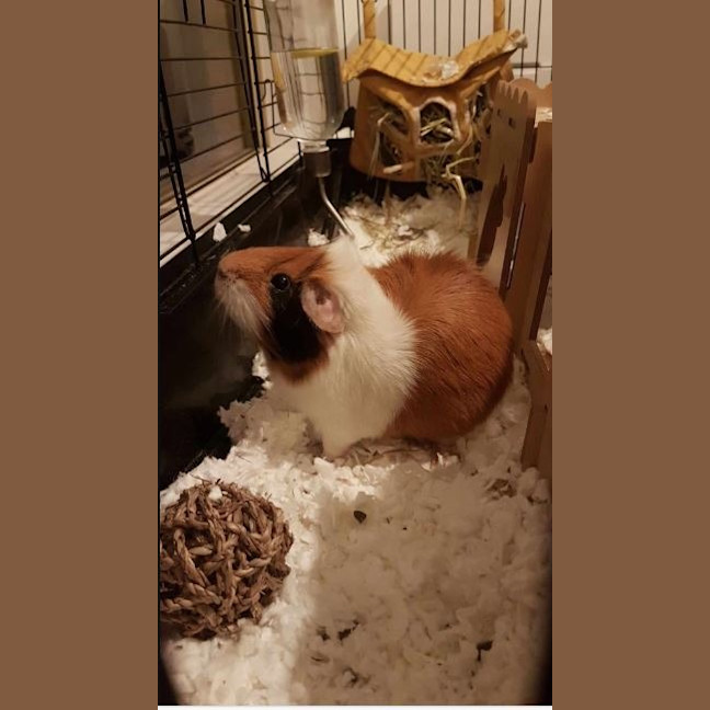 Photo of Rocco And Reggie