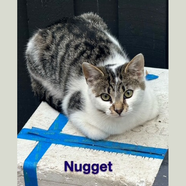Photo of Nugget Scott