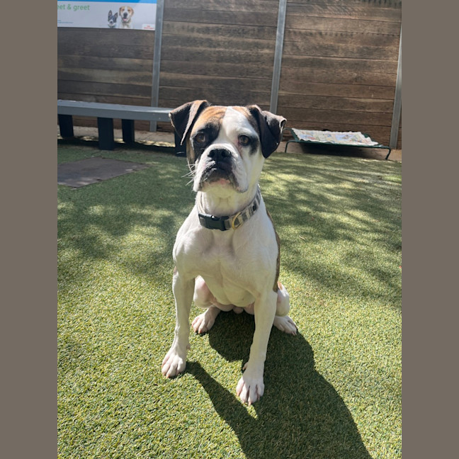 Photo of Olive 