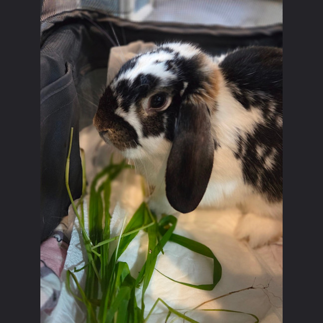 Photo of Samuel