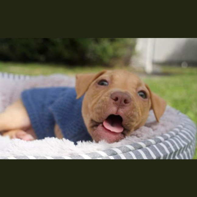 Photo of Nala