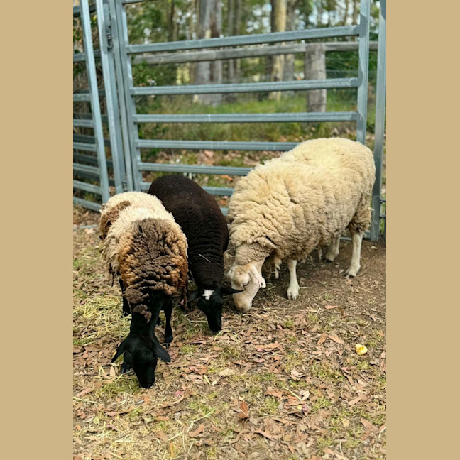 Photo of Lord & Lady Fluffington & Fluffer Nutter. 