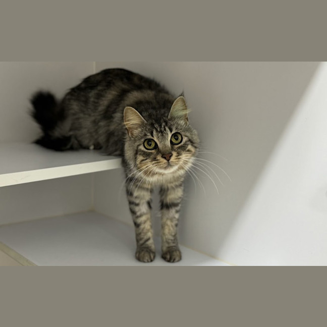 Photo of Silver