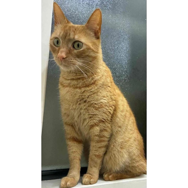 Photo of 12652   Sugar