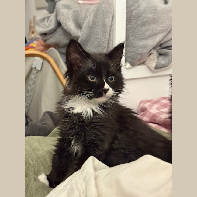 Photo of Fluoxetine Aka Flux