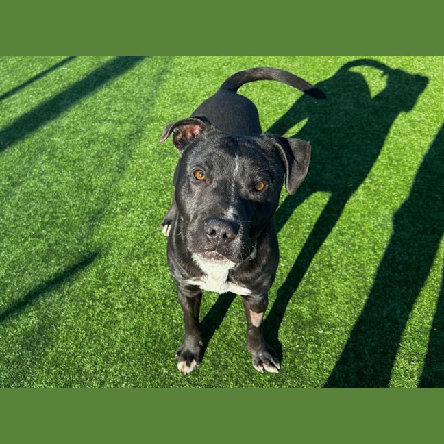 Photo of Baz Imp 962