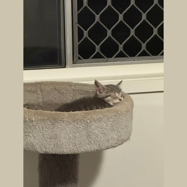 Photo of Pixi