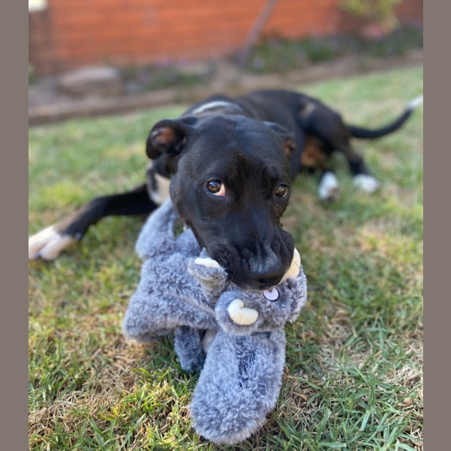 Photo of Pepper Imp 2357