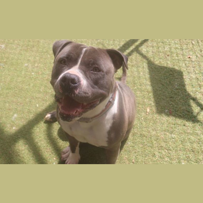 Photo of Bluey