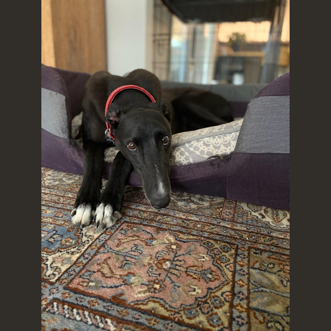 Photo of Dashi, The Greyhound
