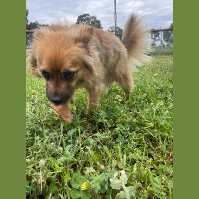 Photo of Ace