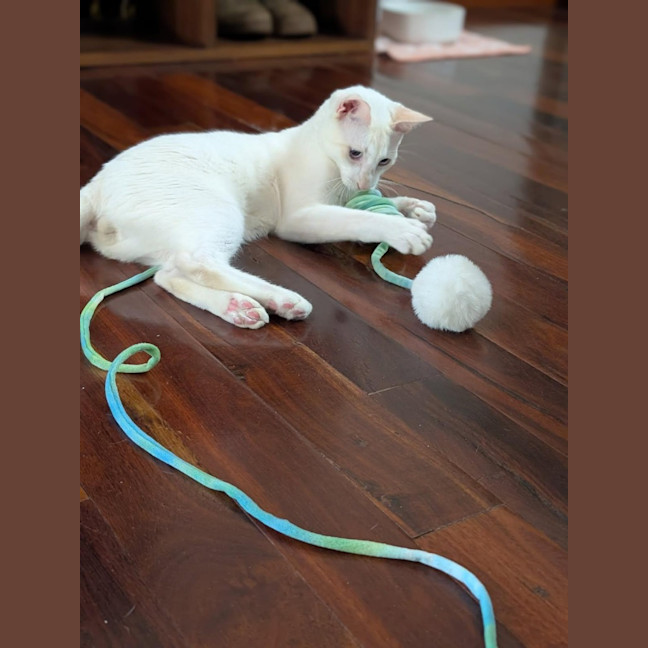 Photo of Sir Cornelius