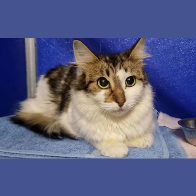 Photo of Willow
