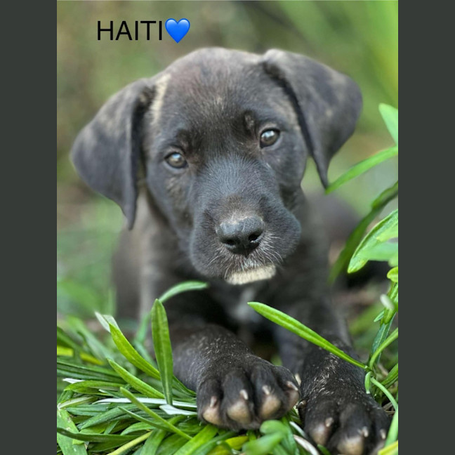 Photo of Haiti