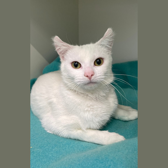 Photo of Tippy
