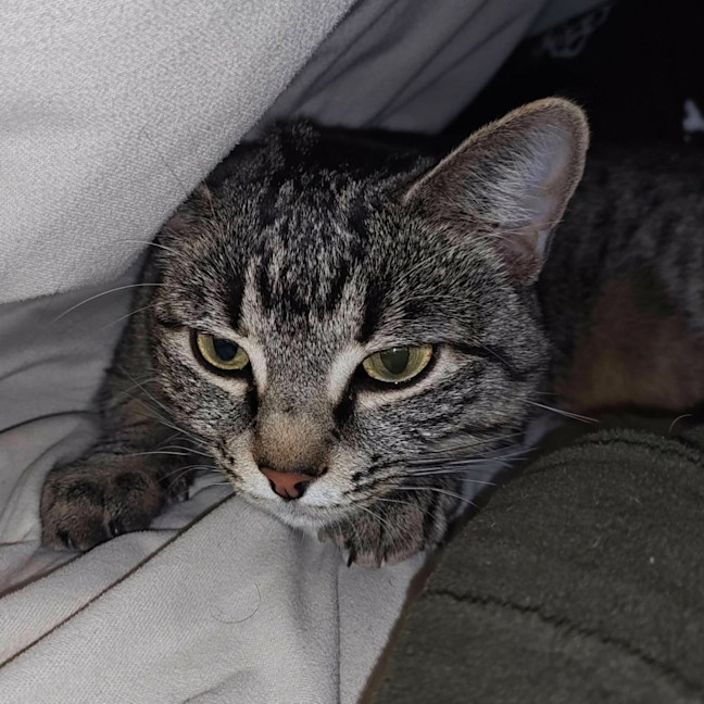 Photo of Marceline   In Foster Care In Preston