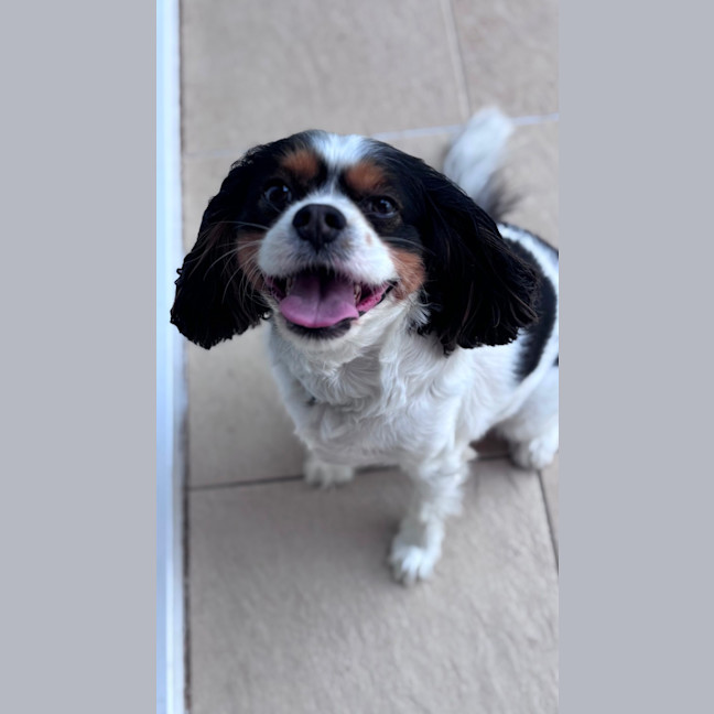 Photo of Chico