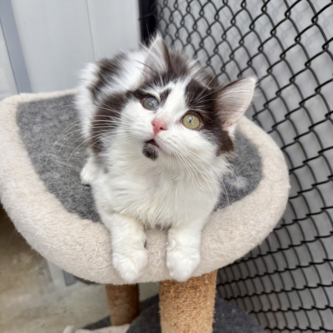 Photo of Cookie