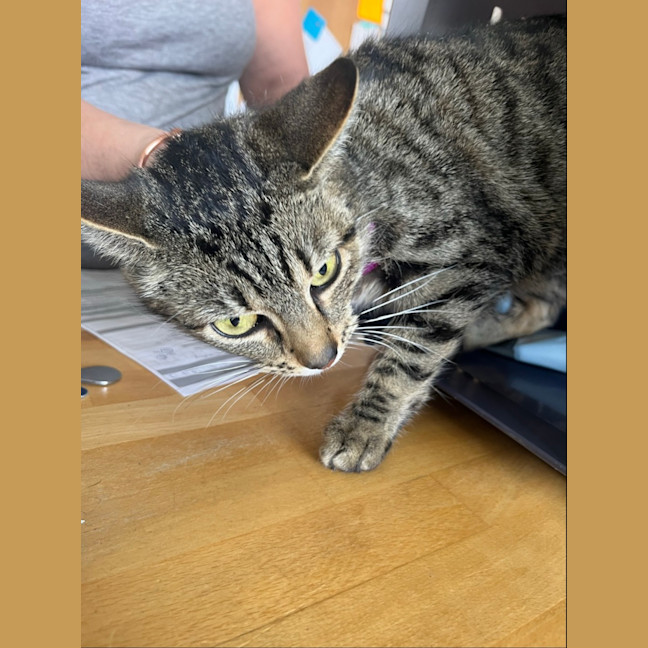 Photo of Molly