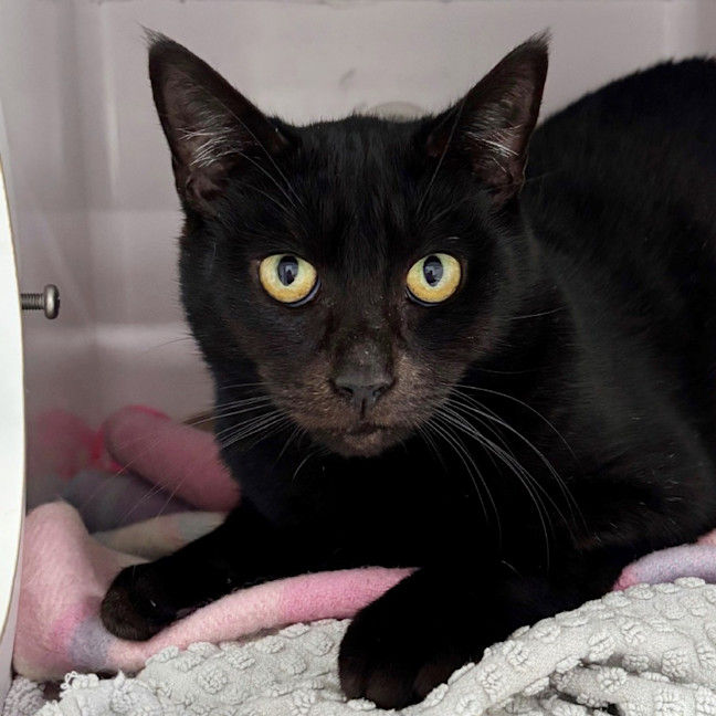 Photo of Bucephalus Rsta03011