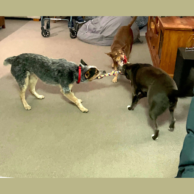 Photo of Tommy ⚽ Stumpy Tail Cattle, 1yo (Adopted 20/7/25)