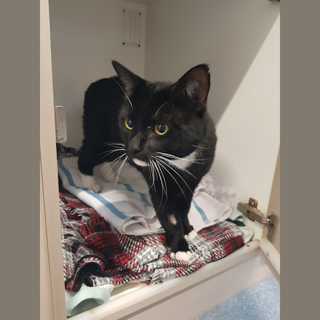 Photo of Loki
