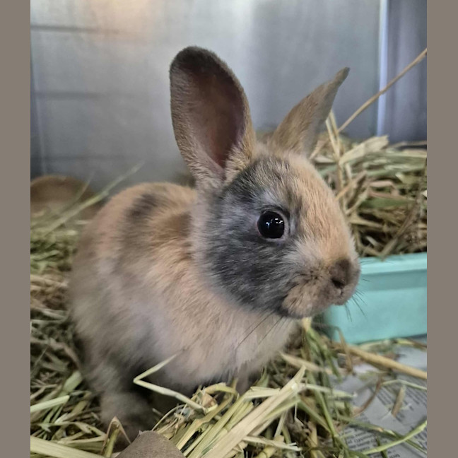 Photo of Choc Ripple (Bonded With Tiny Teddy)