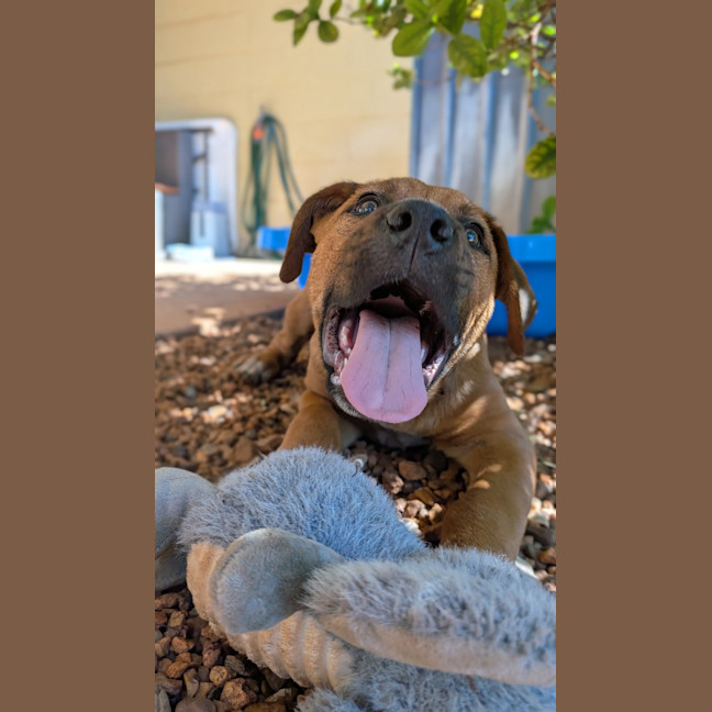 Photo of Ranger