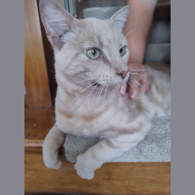 Photo of Max Meet Me@Petstock Hastings Store