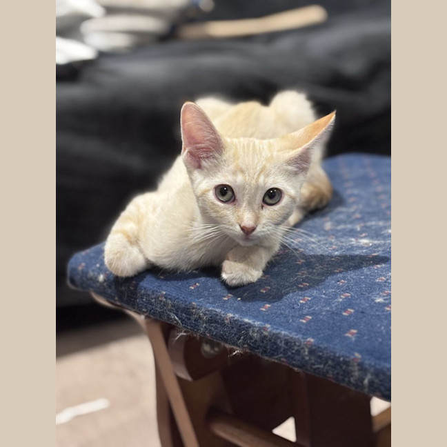 Photo of Perky
