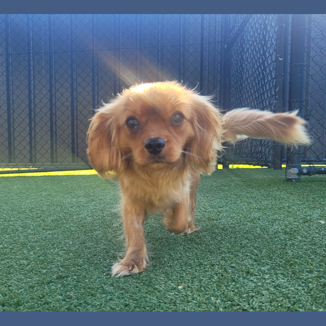 Photo of Baxter