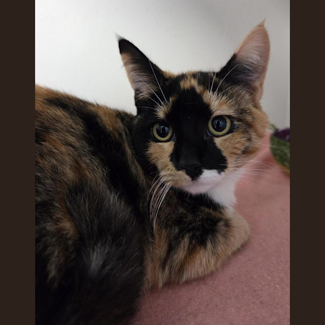 Photo of Tottie (Bonded To Lottie)