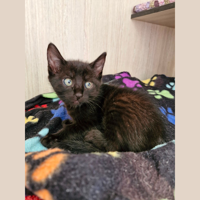 Photo of C1383 Maggie