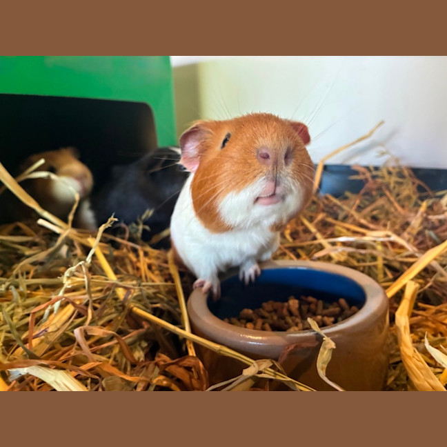 Photo of Buster, Mooch And Sprinkles