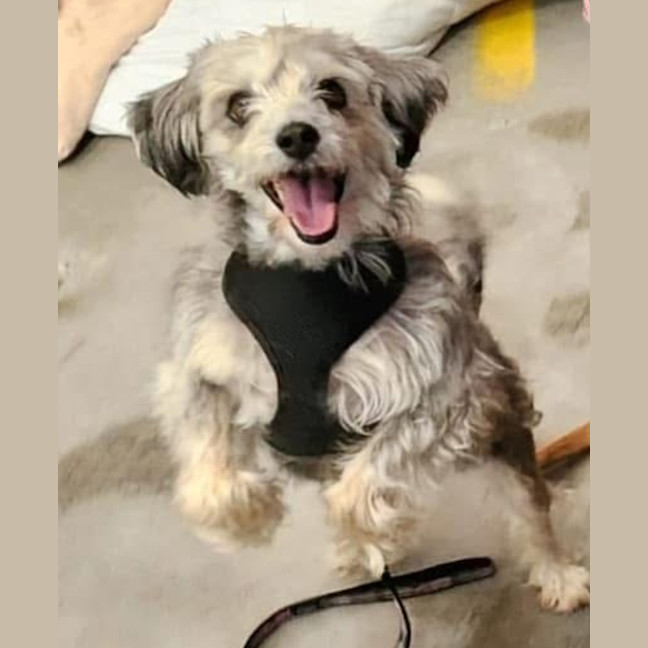 Photo of Razzi And Bella