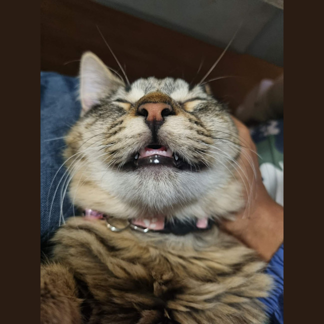 Photo of Dora
