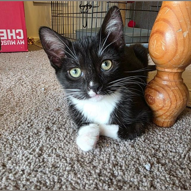 Photo of Oyster