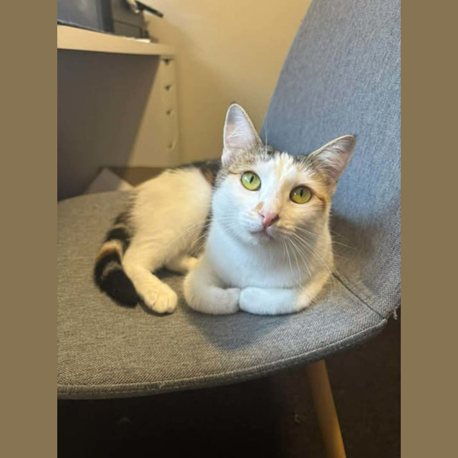 Photo of Jazz