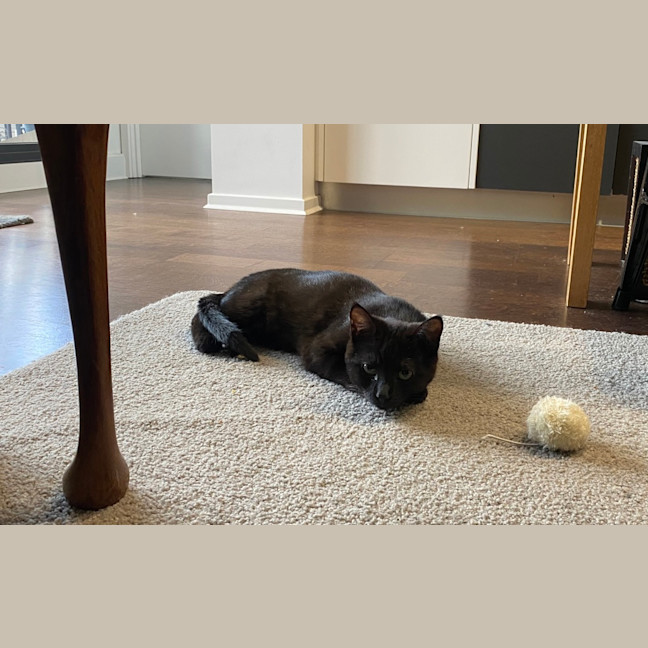 Photo of Juni