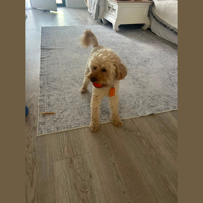 Photo of Simon 
